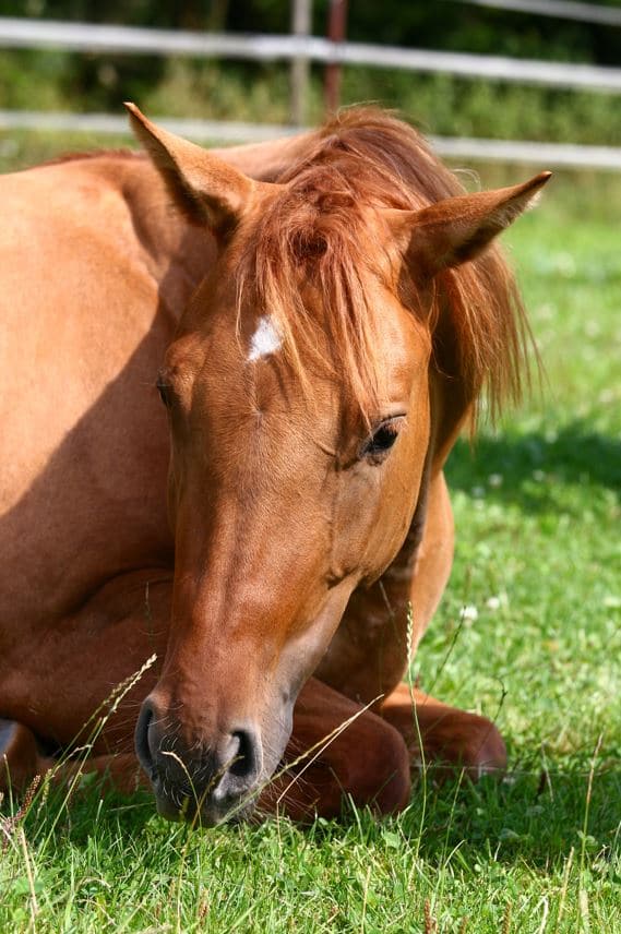 sintomas de cólicas em cavalos