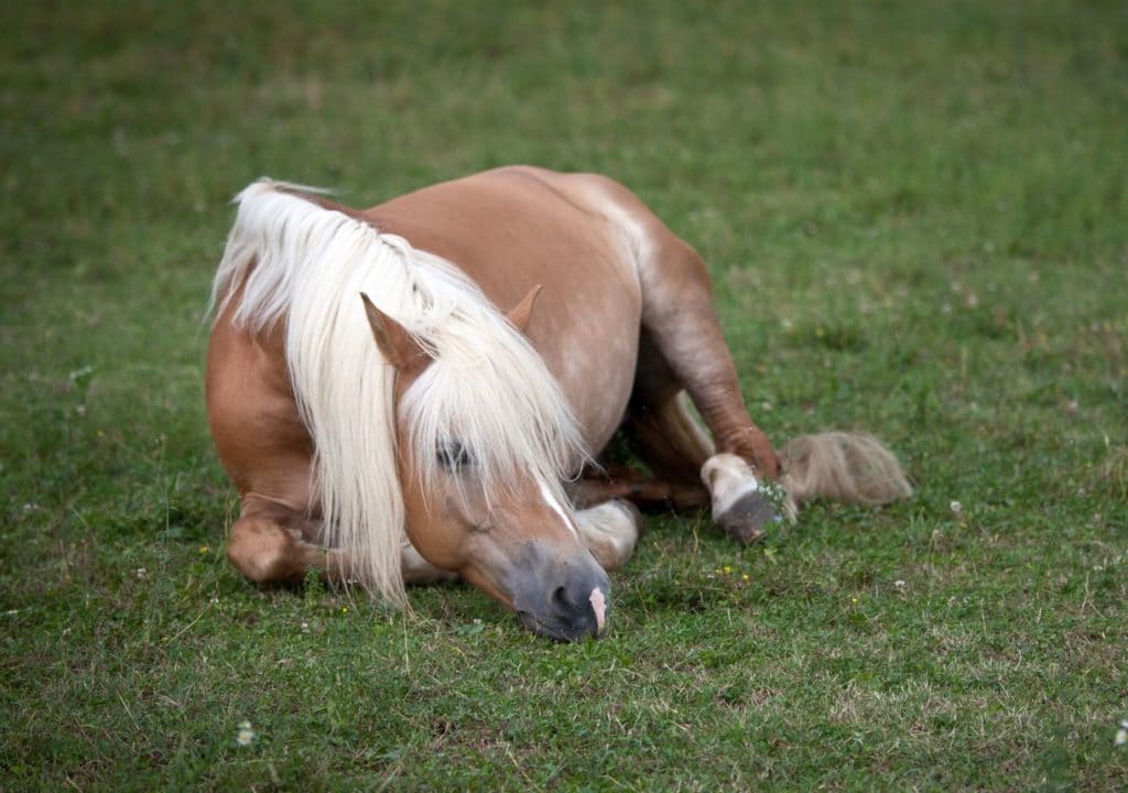 cólico en los caballos