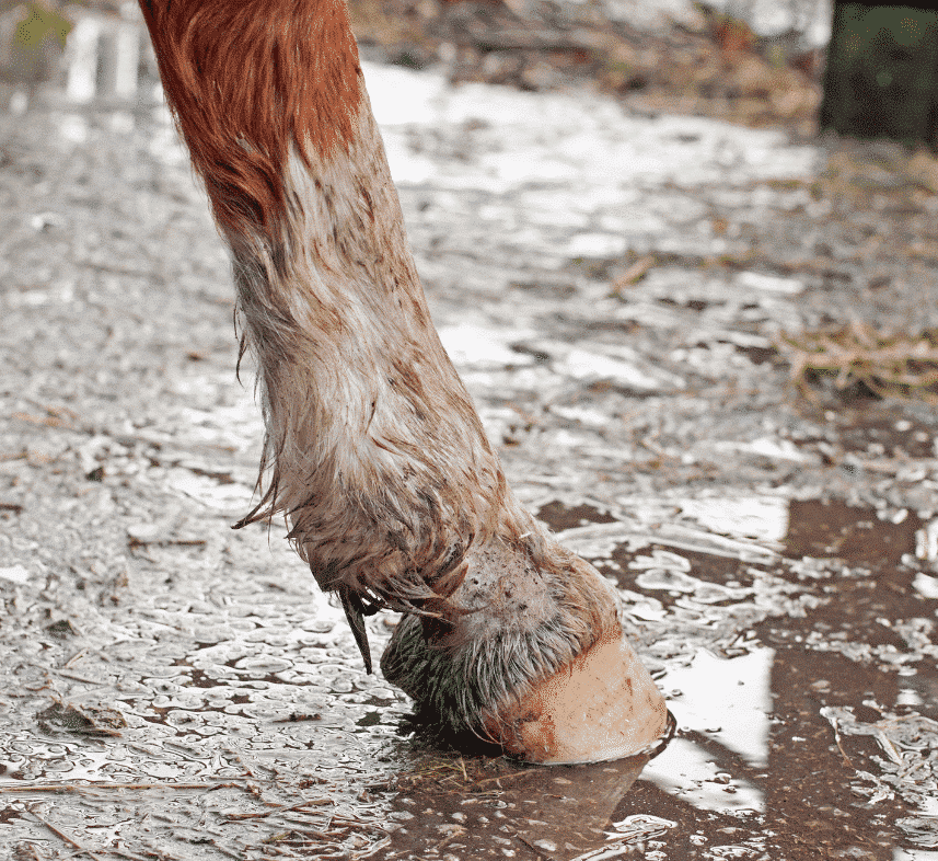 Cavalo de sarna de lama