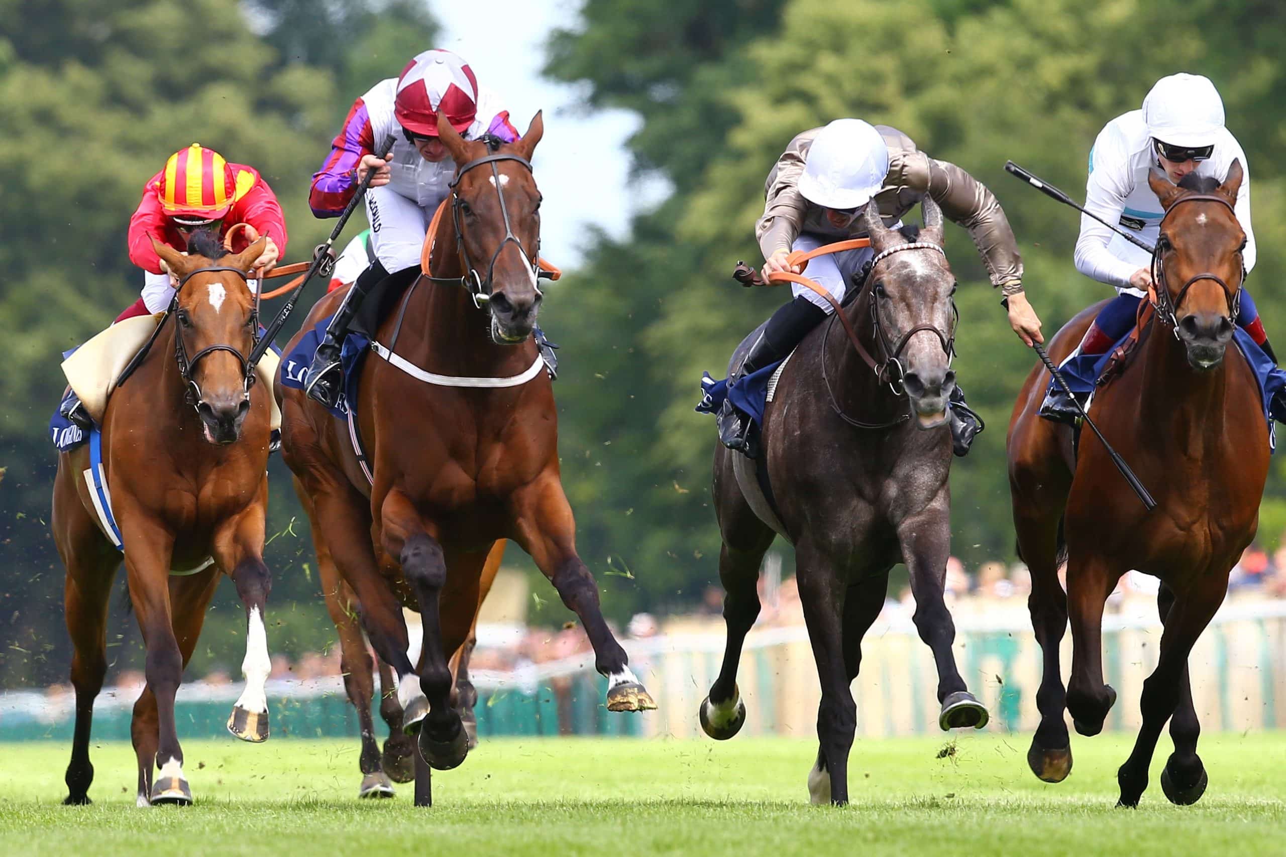 WHAT TYPE OF FEED FOR RACE HORSES - Royal Horse