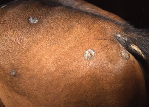 treating ringworm on your horse
