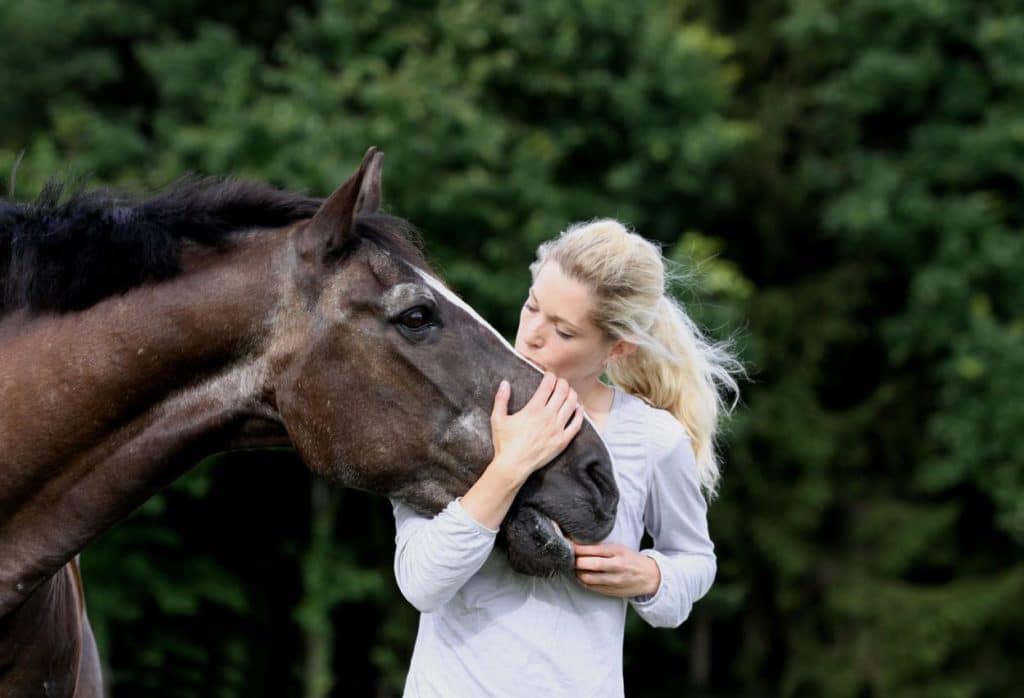 old horse feeding