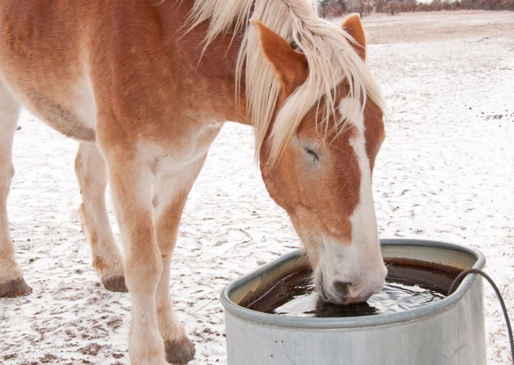 el caballo necesita agua