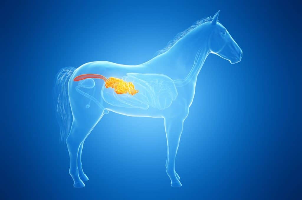 cheval intestin
