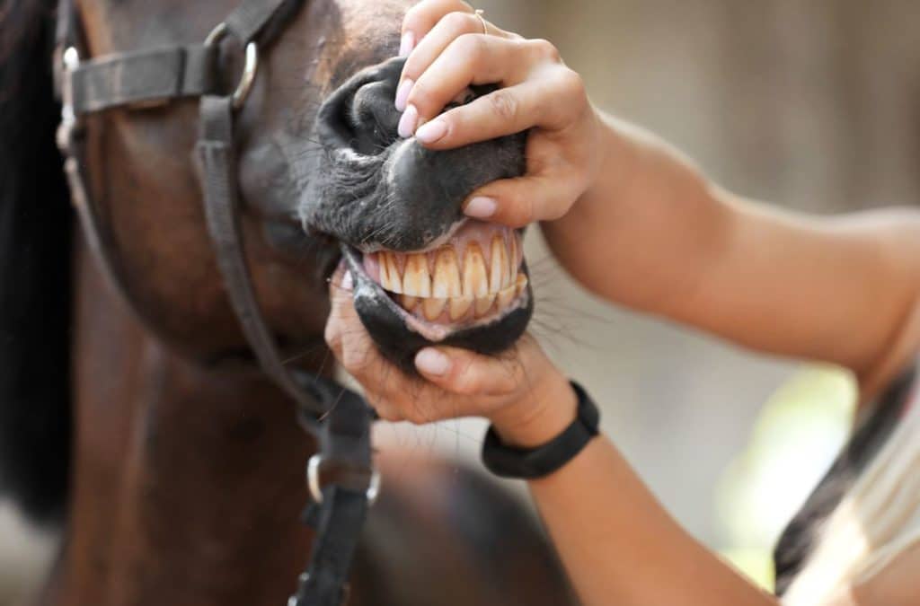cheval problèmes dentaires