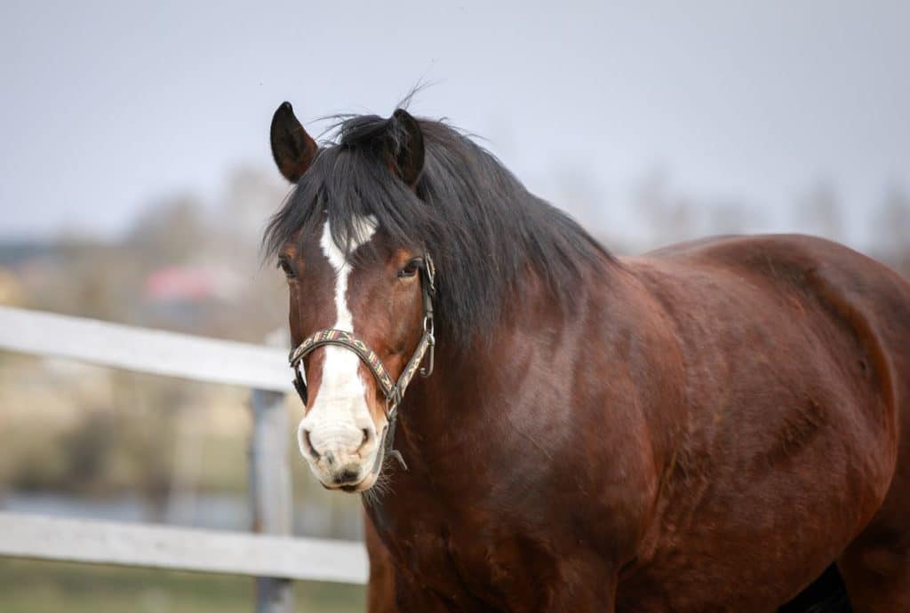 overweight horse