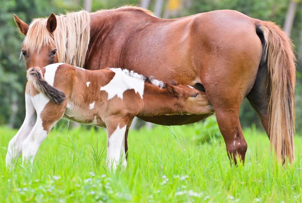 caballos factores de lactancia