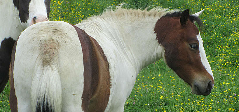 dermatite cavalos