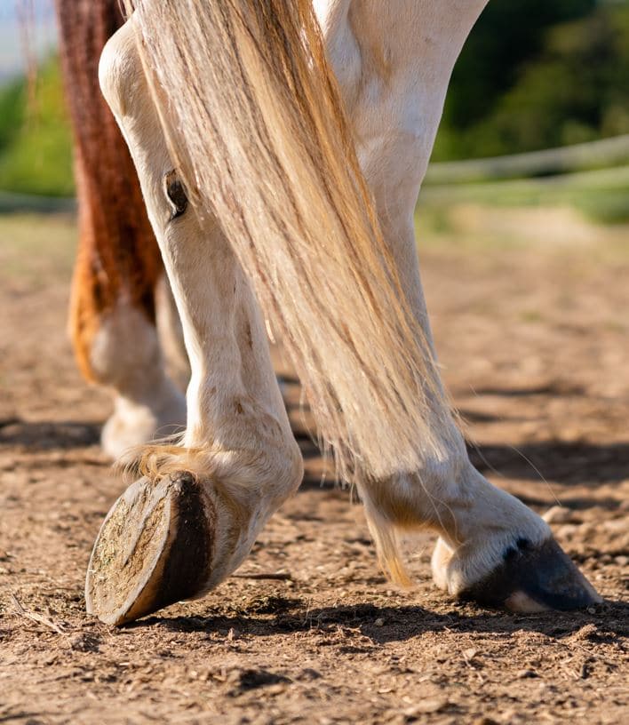 Os Cascos De Pá De Um Cavalo Sobre Um Obstáculo. O Cavalo Supera