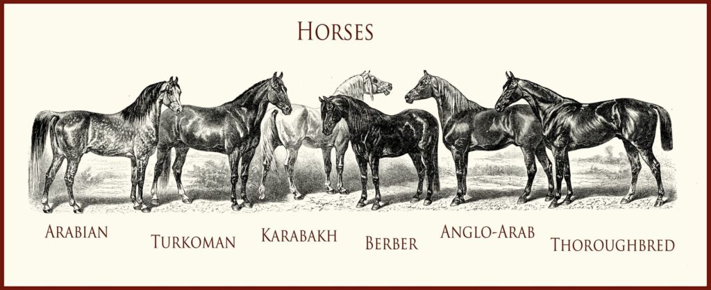 THE ENGLISH THOROUGHBRED HORSE