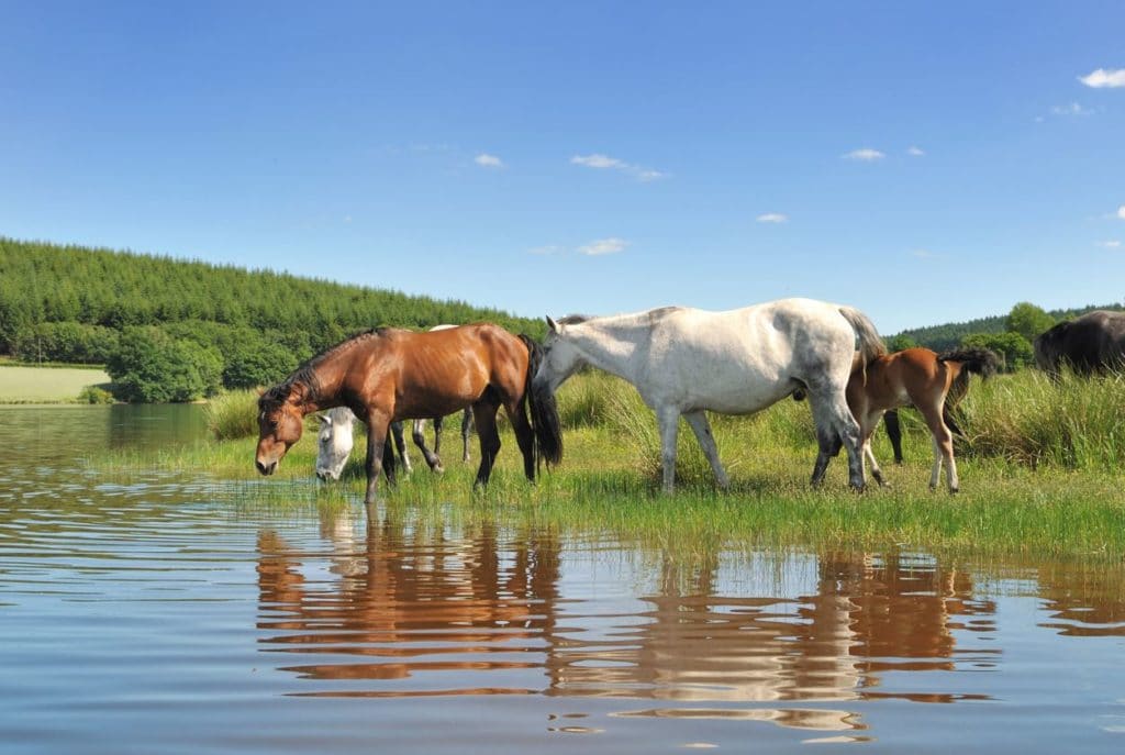 horses drinking water summer