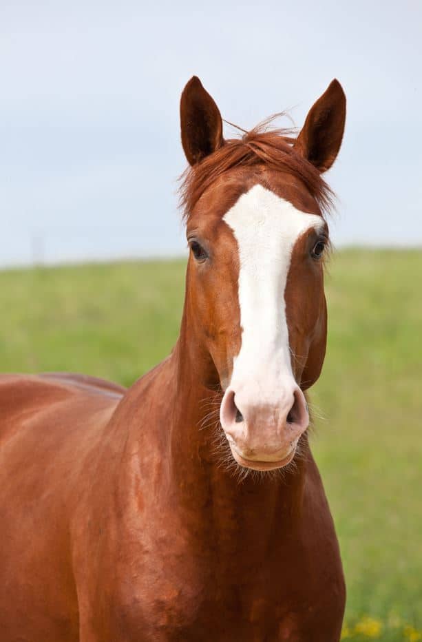 horses facial movement