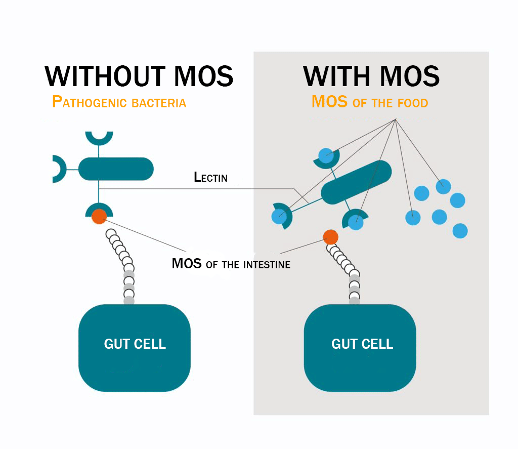 probiotic micro-biote