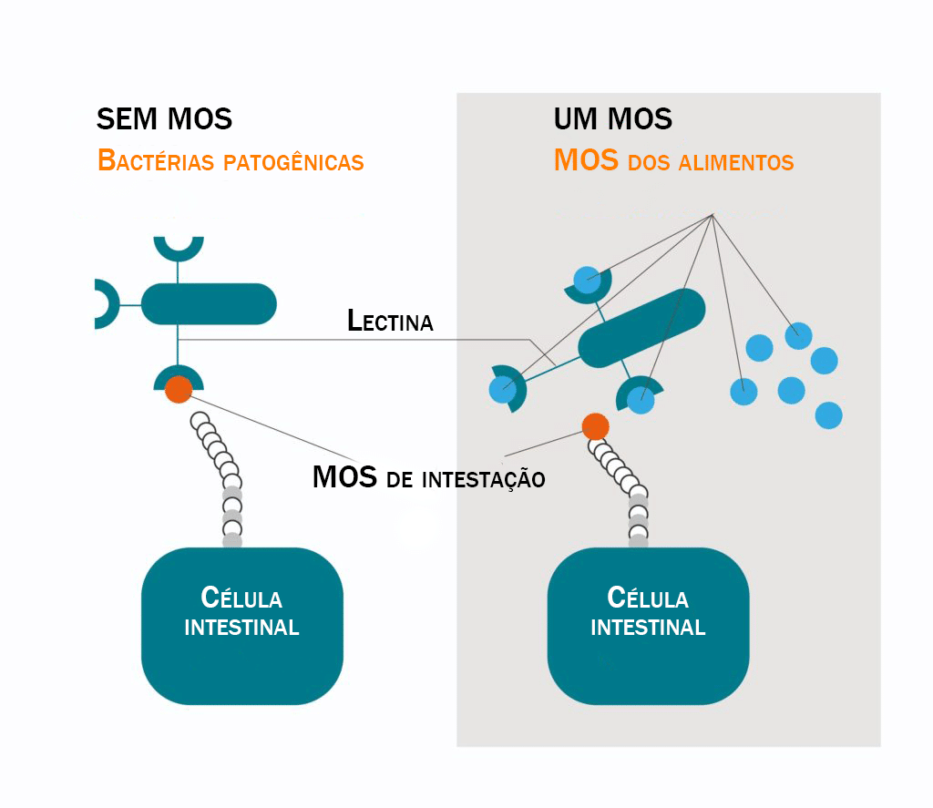A CONTRIBUIÇÃO DE M.O.S, microbiota