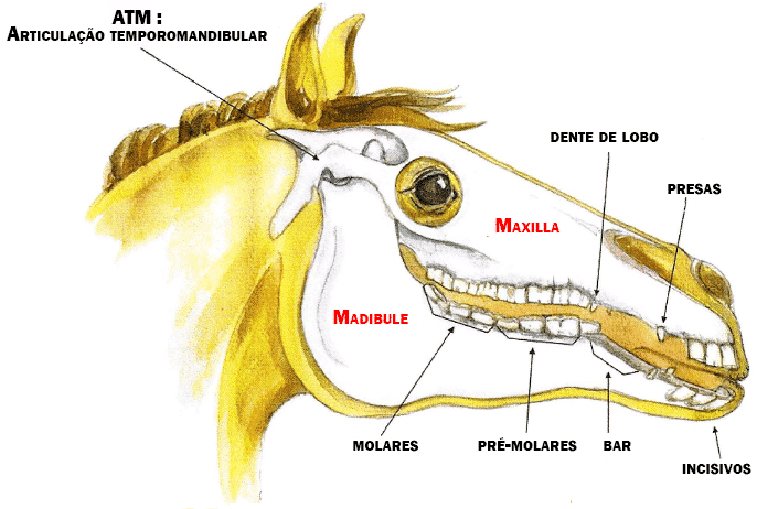 dente de cavalo