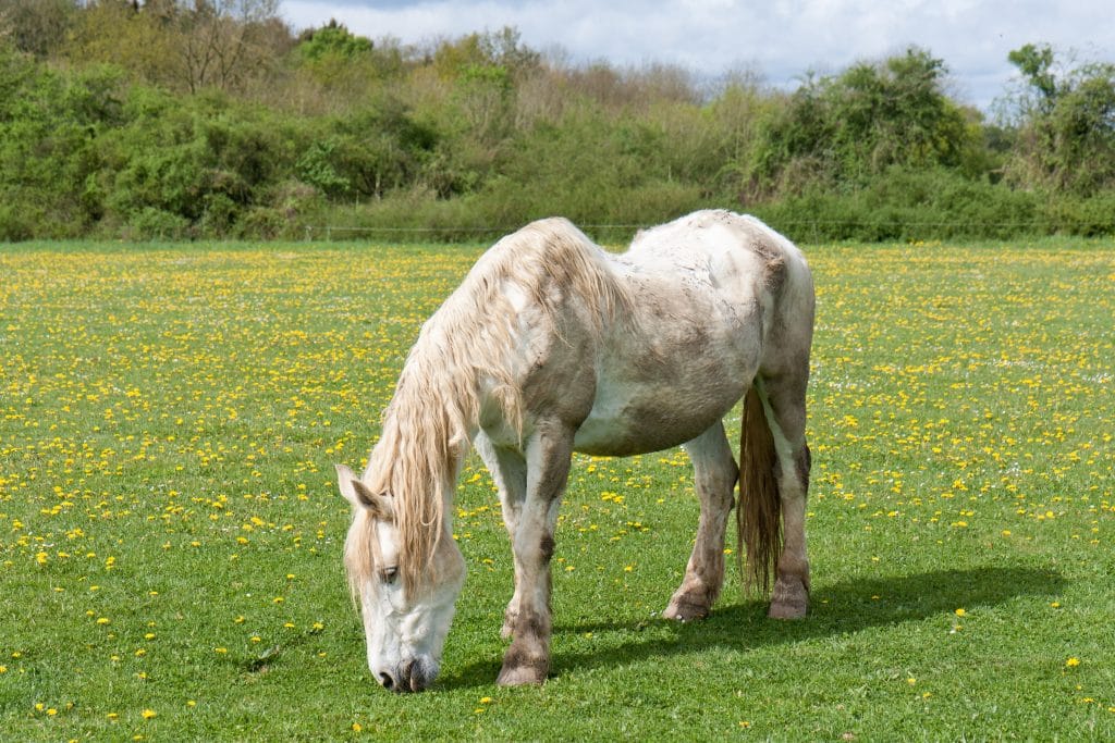 Life span horse