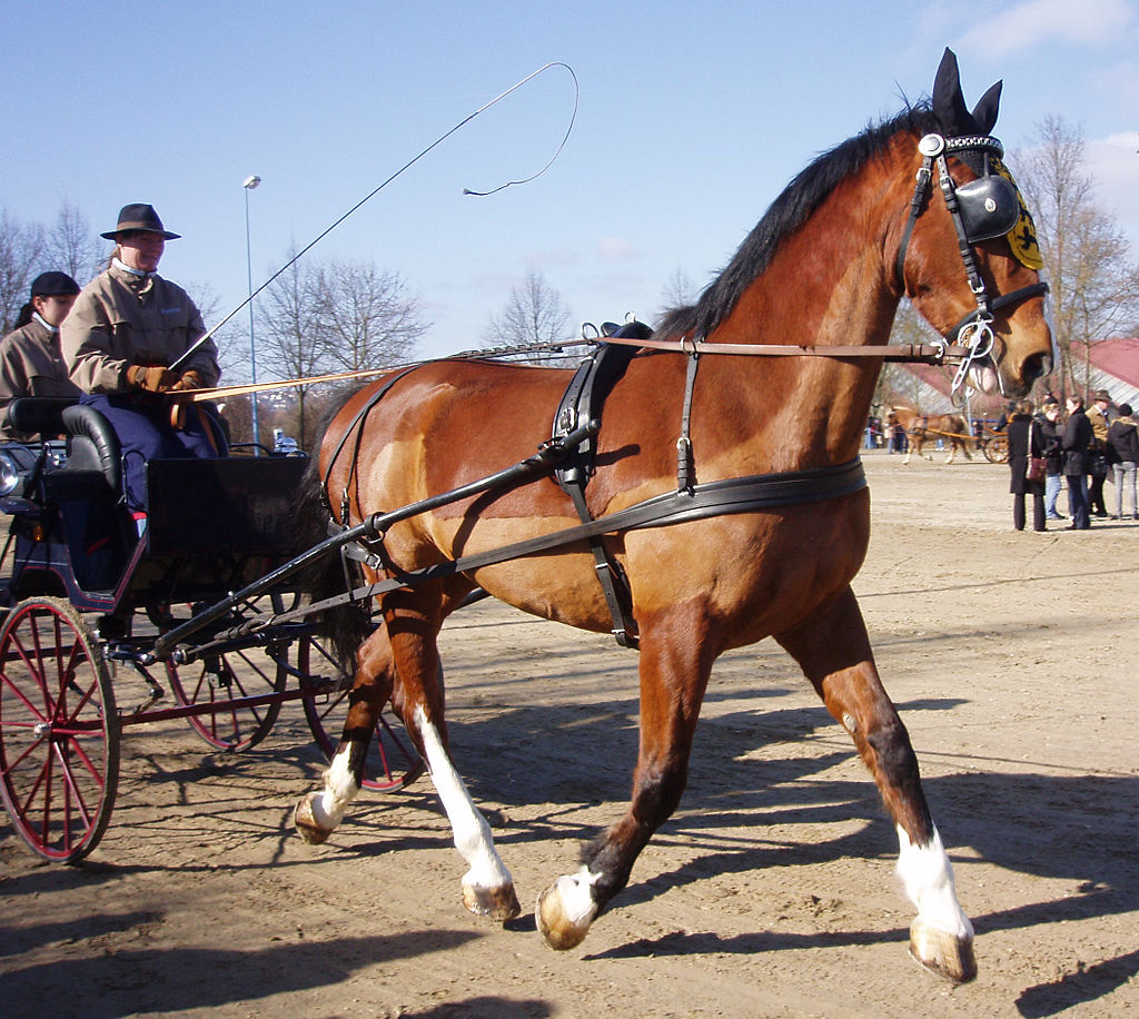 un cheval gelderland