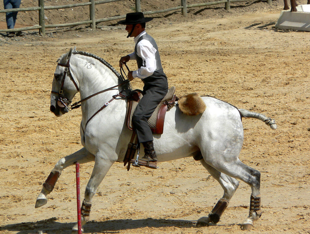 un cheval lusitano 