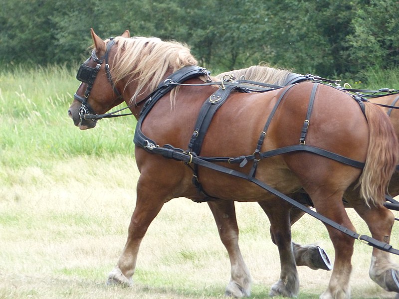 un cheval breton de profil 