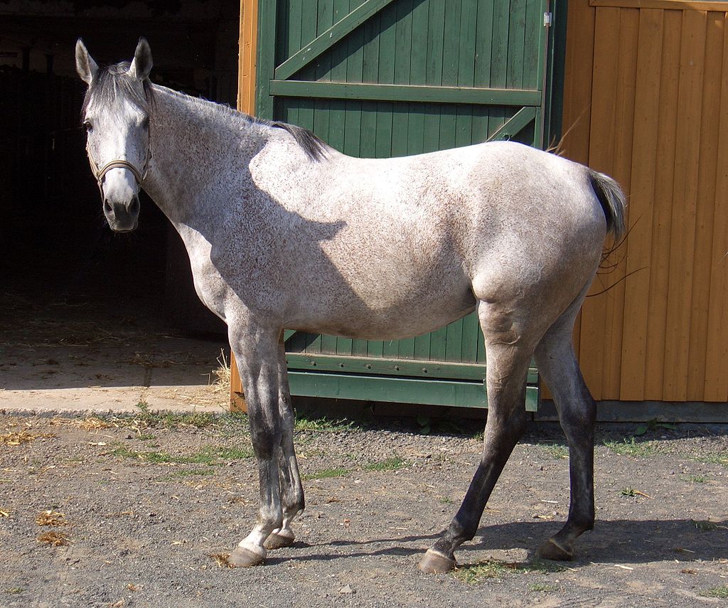 un cheval anglo arabe blanc de profil 