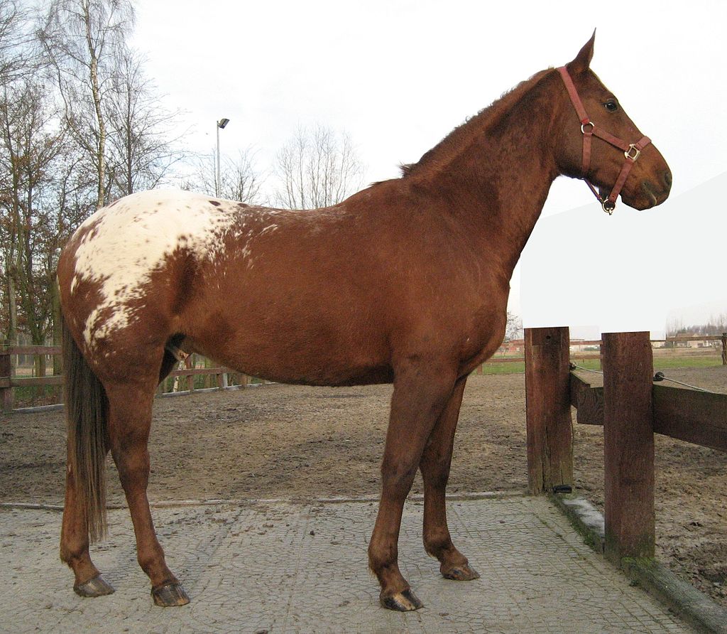 Morphologie du cheval — Wikipédia
