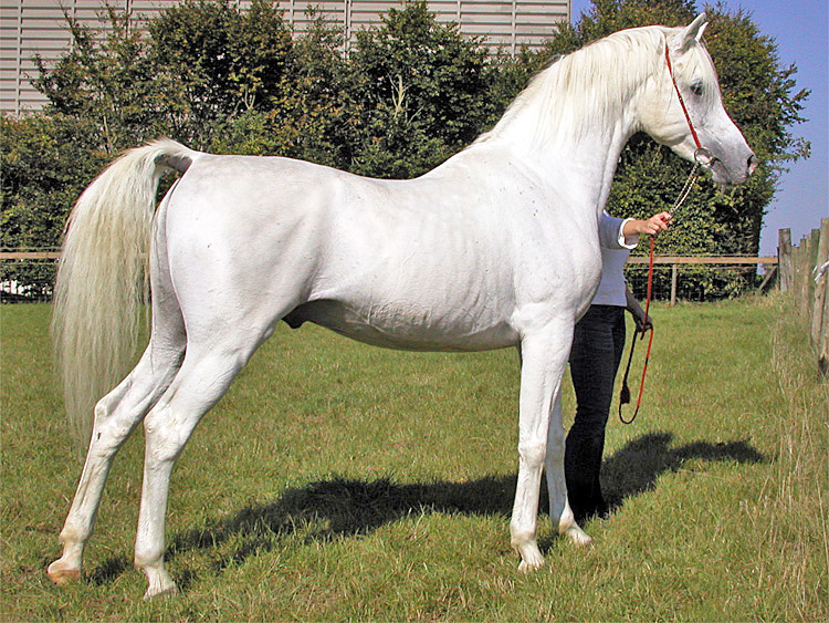 un cheval arabe blanc dans un pré