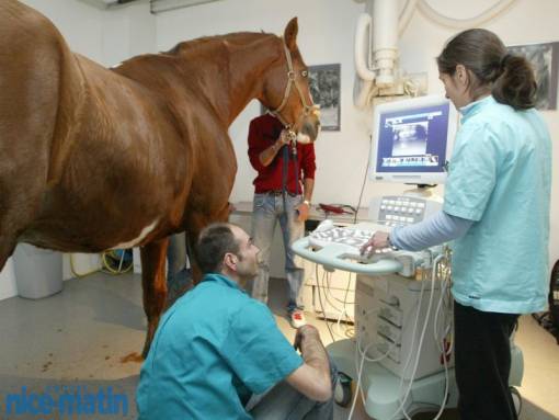 un assistant vétérinaire s'occupant d'un cheval hospitalisé 