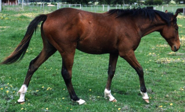un stock horse australien 
