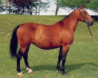 un cheval bavarois