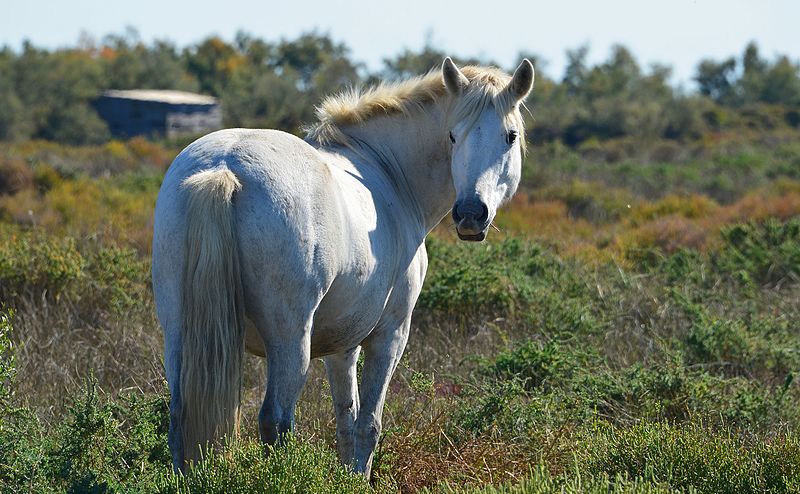 un cheval camargue ou camarguais
