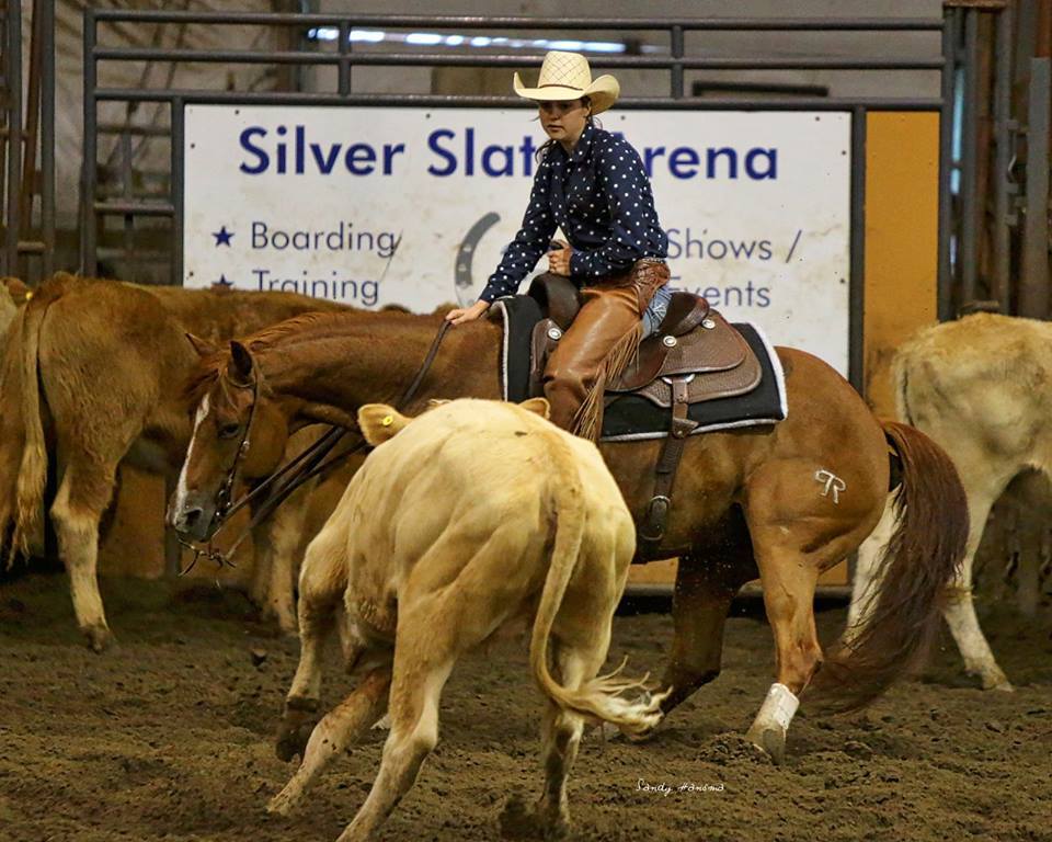 un cheval cutting canadien dans une compétition aux US
