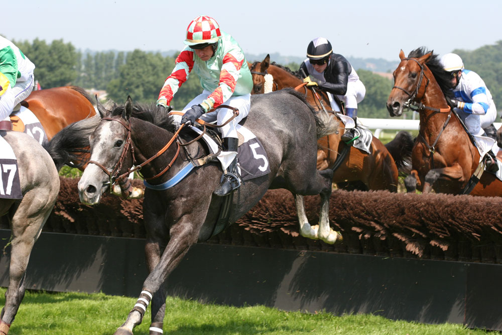 Les courses d'obstacles (cheval) - Royal Horse