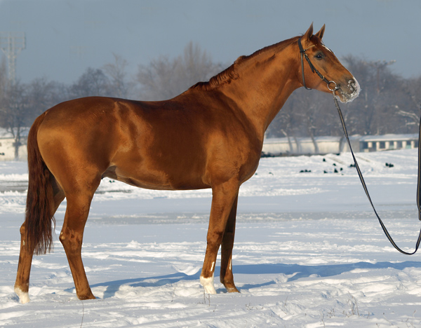 un cheval don attaché dans la neige
