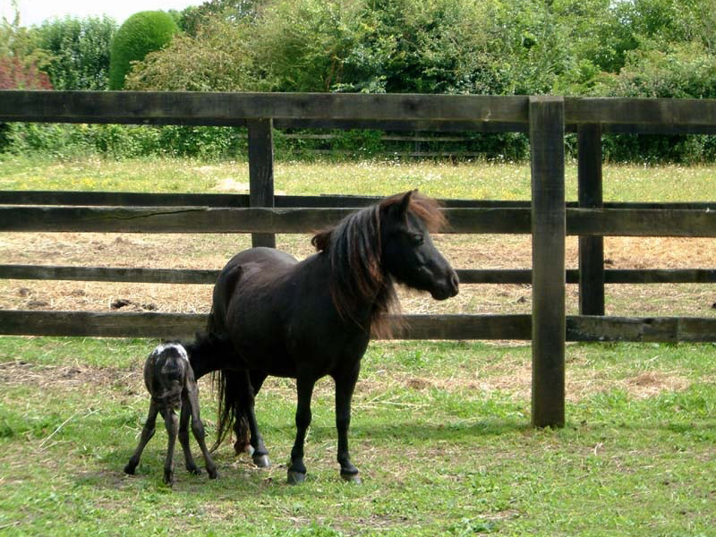 une jument falabella et son poulin