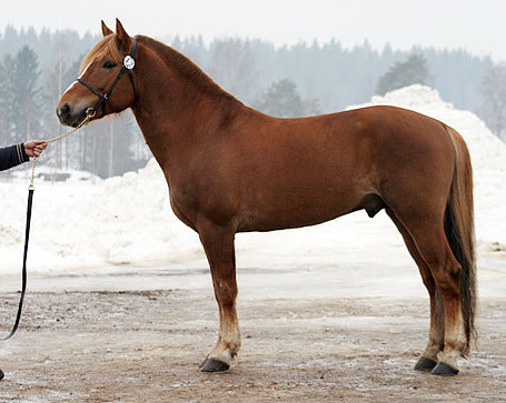 un cheval finlandais de profil