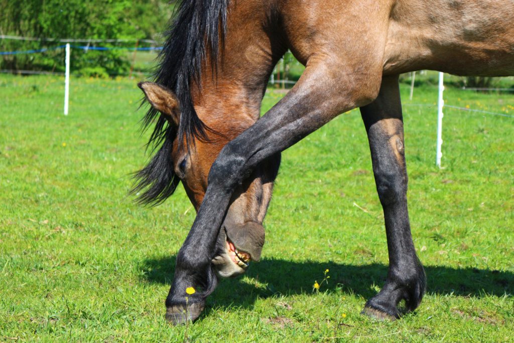 Remember the Horse that almost killed the Foal - He re-trained 