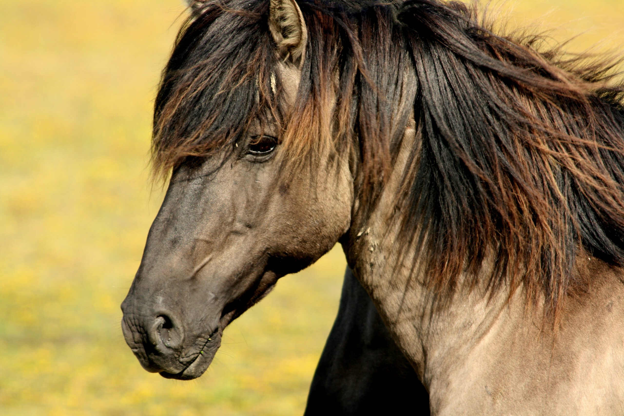 shampoing pour cheval naturel