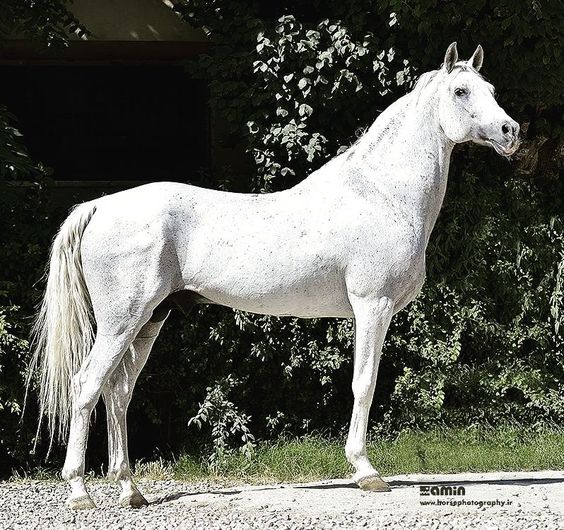 The Iomud horse - Royal Horse