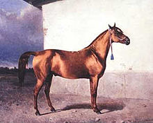 une photo de cheval karabakh