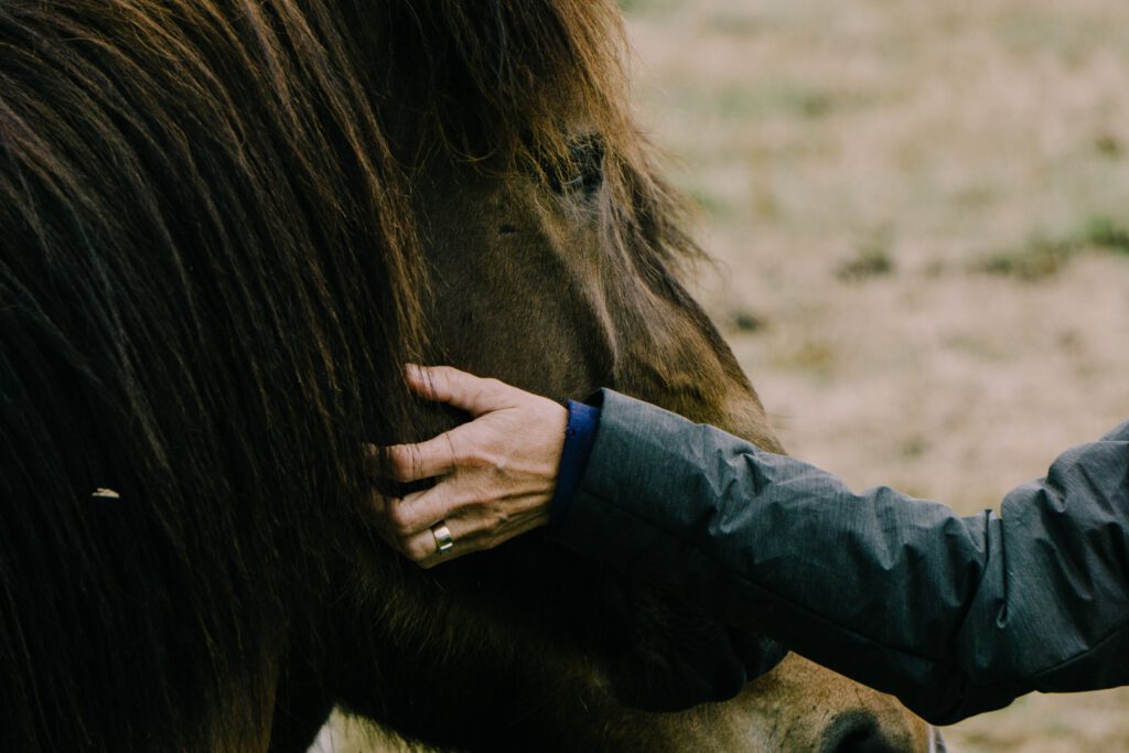 main qui caresse un cheval 