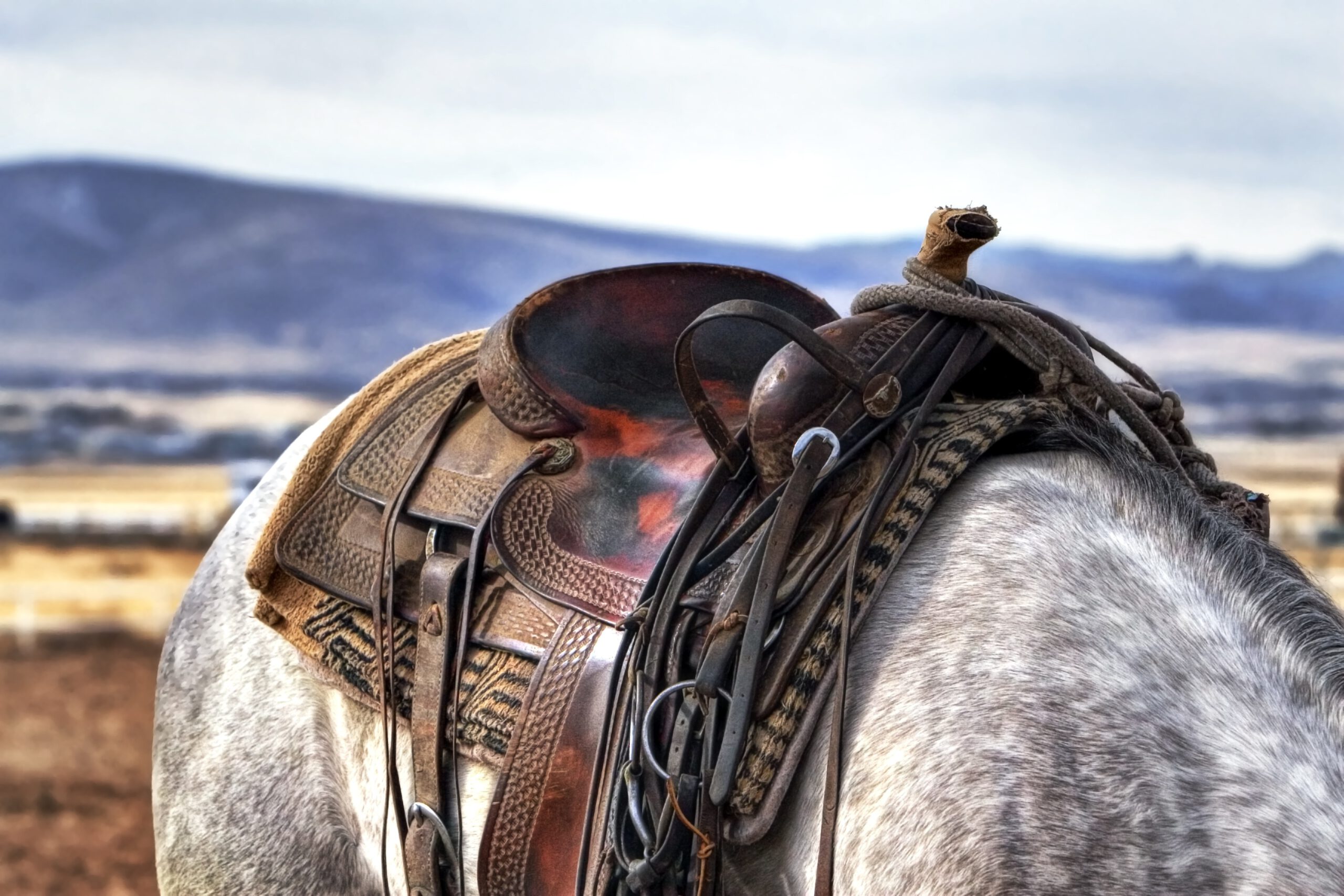 Le guide pour choisir sa selle d'équitation - Royal Horse