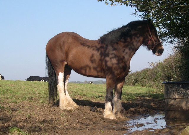 un cheval de trait de type shire