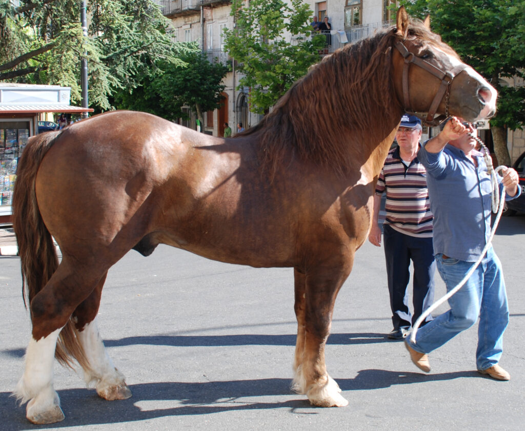 un cheval de trait italien