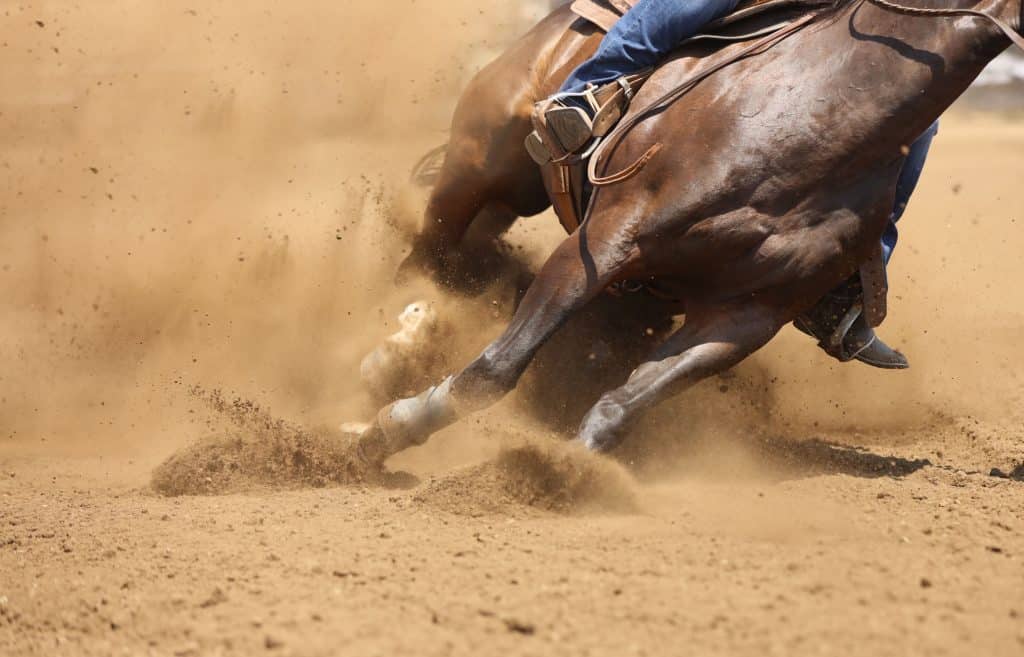 équitation western