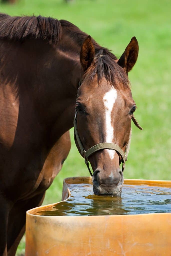 cheval boit eau