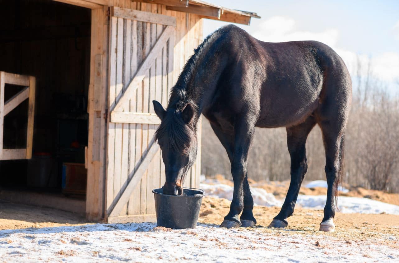 alimentation poney cheval