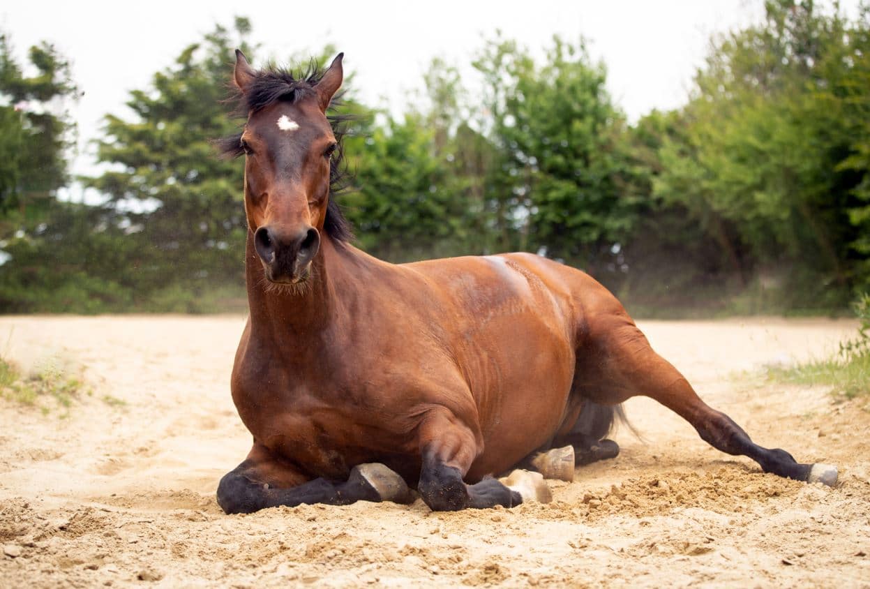 flore instestinale cheval