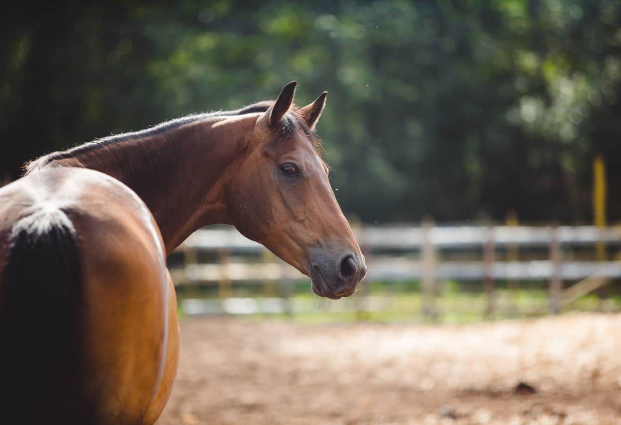 maladie bien-être cheval