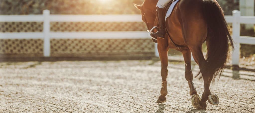 pathologies du cheval