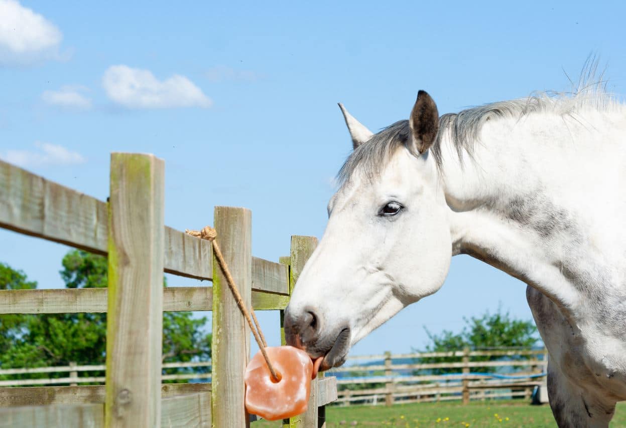 ¿Qué minerales darle a tu caballo? Royal Horse